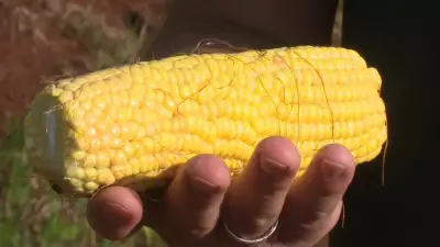 Milho em queda: oferta e clima pressionam cotações no início de 2026