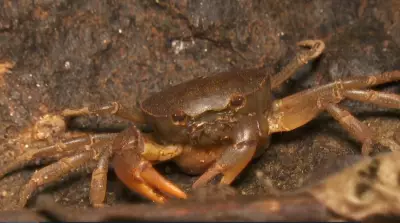 Mini caranguejo exclusivo é descoberto em gruta de Mauá após 10 anos de estudo