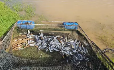 Pescador preso com 68 kg de peixes nativos durante piracema em Emborcação