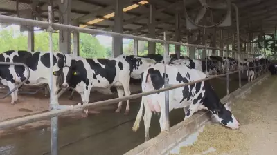 Preços da carne bovina se mantêm firmes em janeiro, indo na contramão da tendência