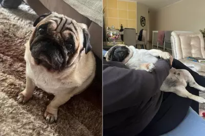 Pug morre por hipertermia em hotel pet em Santos após tutor ser tranquilizado sobre calor