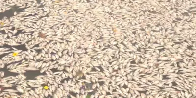 Quase 10 toneladas de peixes mortos retiradas do Açude Velho em Campina Grande