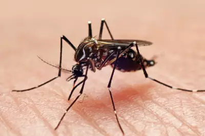 São Paulo registra primeira morte por dengue em 2026; Brasil soma 11 mil casos