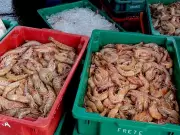 Angra dos Reis proíbe pesca do camarão até abril para preservar espécies