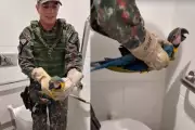 Arara-canindé jovem é resgatada em banheiro de fábrica em Campo Grande
