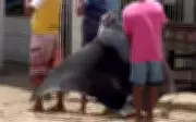 Arraia Gigante de Até 8 Metros é Capturada por Pescadores em Sergipe
