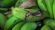 Bananas descartadas viram amido e renda extra para produtores do ES