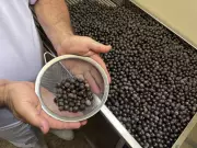Capacitação gratuita para manipuladores de açaí é retomada em Belém com foco em segurança alimentar