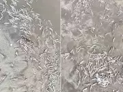 Centenas de peixes mortos causam mau cheiro em praia de Mongaguá, SP