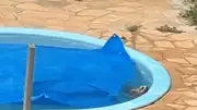 Cão é salvo de afogamento em piscina após vizinha acionar bombeiros em Sorriso
