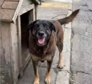Cão comunitário Orelha é torturado até a morte por adolescentes na Praia Brava, Florianópolis
