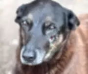 Cão comunitário Orelha é torturado e morto por adolescentes em Florianópolis