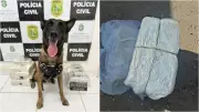 Cão farejador auxilia apreensão de 19,5 kg de drogas em ônibus interestadual no Ceará