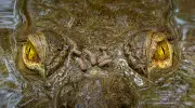 Crocodilo com moscas no focinho vence concurso de fotografia ecológica internacional