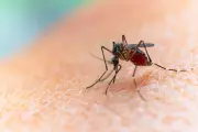 Desmatamento na Mata Atlântica faz mosquitos picarem mais humanos, alerta estudo