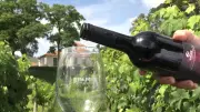 Epamig lança vinhos especiais com madeiras brasileiras para 90 anos de campo
