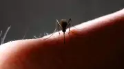 Estudo revela: mosquitos da Mata Atlântica preferem sangue humano
