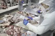 Exportações de carne bovina impulsionam balança comercial do Acre em 2025