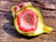 Figo não é fruta: a verdade sobre a flor invertida que digere vespas