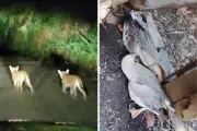 Filhotes de onça-parda atacam patos em sítio de Amparo; câmera flagra ação
