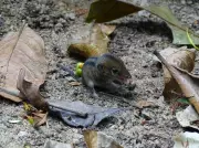 Flagrante raro: filhotes de cuíca-de-listras são filmados atravessando trilha em São Paulo