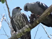 Gavião adulto é flagrado levando morcego vivo para alimentar filhote em Mogi Guaçu