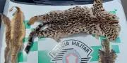 Homem é multado em R$ 7 mil por manter peixes nativos e peles de animais silvestres em sítio de Palmital