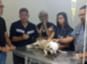 Homem é preso após esfaquear e matar cachorro na Barra dos Coqueiros, em Aracaju