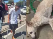 Homem é preso em Olinda após espancar cadela da ex-companheira em caso de violência doméstica