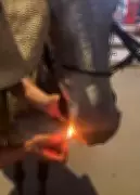 Homem força mula a segurar cigarro aceso na boca em São Sebastião da Vargem Alegre