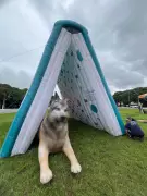 Instalações Gigantes no Ibirapuera Promovem Adoção de Pets com Arte e Interatividade