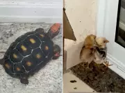 Jabuti e pintinhos são resgatados de sacada em Americana após denúncia de maus-tratos