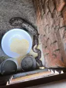 Jiboia de 1,5 metro é resgatada de galinheiro em Formiga