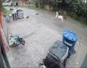 Jovem a cavalo atropela duas idosas em Seropédica; animal desgovernado causa acidente