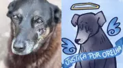 Morte de cão comunitário Orelha em Florianópolis gera protestos e mobiliza celebridades