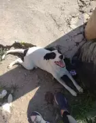 Motorista atropela cadela intencionalmente em Divinópolis; crime é registrado em vídeo