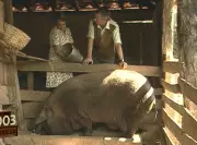 Mutirão do porco de 300 kg em Minas: tradição que alimenta famílias o ano todo