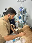 Onça-parda é resgatada após atropelamento em rodovia de Januária, Minas Gerais