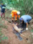 Onça-parda atropelada na MGC-135 em Januária não resiste aos ferimentos e morre