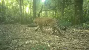 Onça-pintada Janaína tem novos filhotes registrados no Parque Nacional do Iguaçu