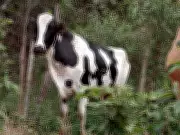 Operação 'Boi na Linha' apreende 154 cabeças de gado e armas na Zona da Mata de MG