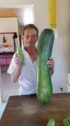 Pepino Gigante de 90 cm Surpreende Agricultor de 85 Anos em Santa Catarina