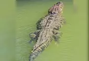 Pescador flagra jacaré-açu gigante nadando silenciosamente na Ilha do Bananal, TO