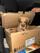 Polícia investiga abandono de filhotes em caixa na Serraria, em Maceió