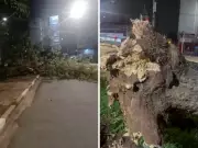Queda de árvore de grande porte bloqueia via no Botafogo, Campinas, sem vítimas