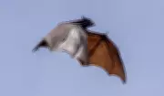 Raposa-voadora: gigante dos ares e reservatório do vírus Nipah na Ásia