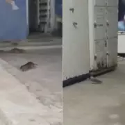 Ratos invadem maternidade pública em Natal; vídeos mostram risco a recém-nascidos