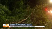 Árvore de grande porte cai em via da Ceasa após chuva forte em Belém