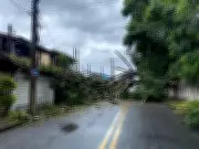 Árvore de grande porte cai sobre casas e interdita rua em Taubaté; outro incidente atinge capela em São Luiz do Paraitinga