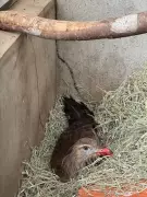 Seriema atropelada na BR-135 se recupera após meses de tratamento e ganha novo lar